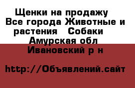 Щенки на продажу - Все города Животные и растения » Собаки   . Амурская обл.,Ивановский р-н